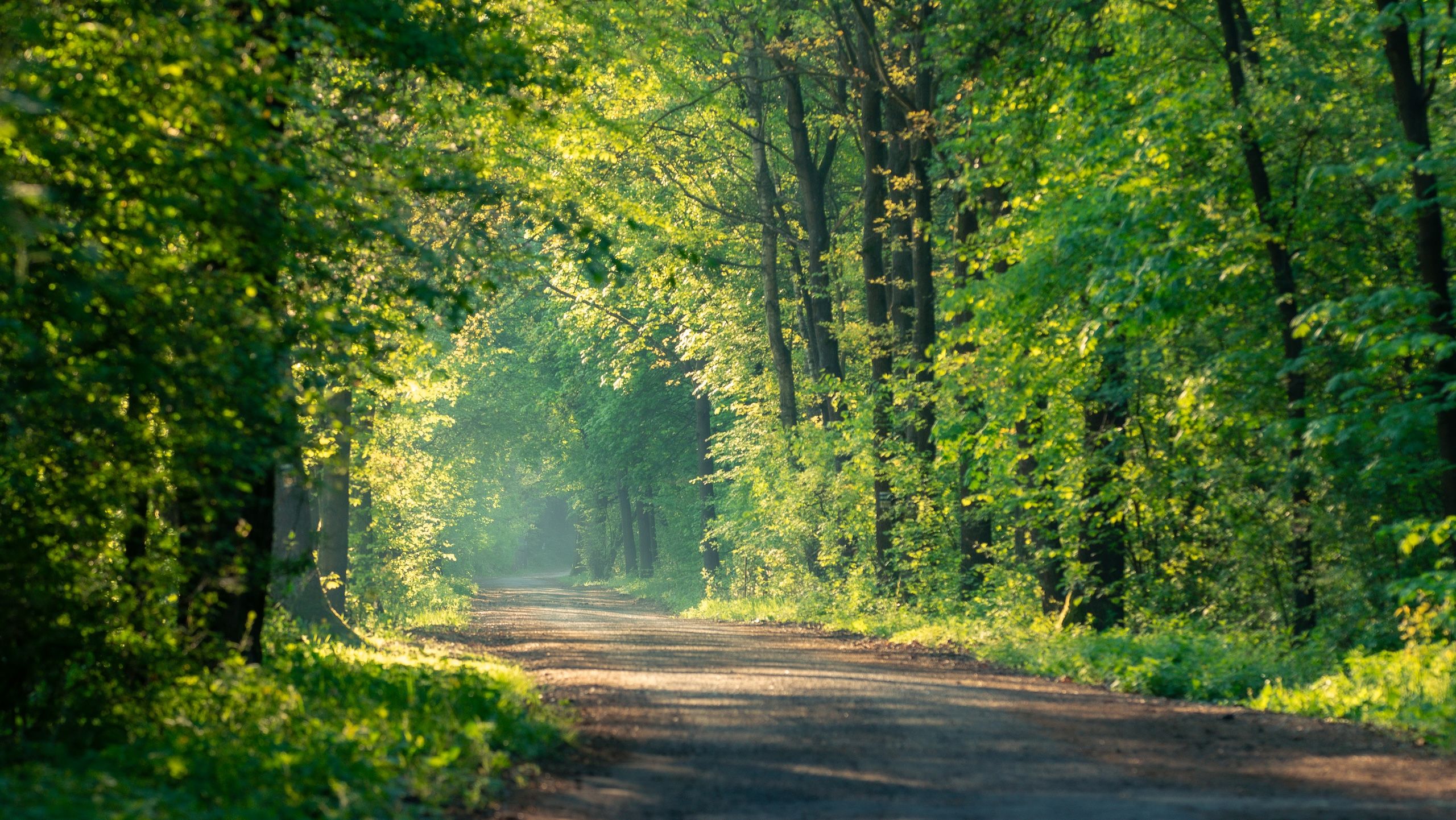 Zdjęcie przedstawia spokojną leśną ścieżkę otoczoną bujnymi zielonymi drzewami. Leśna droga ciągnie się przed nami przez zielony las, a światło słoneczne prześwituje przez liście, tworząc efekt rozproszonego światła.