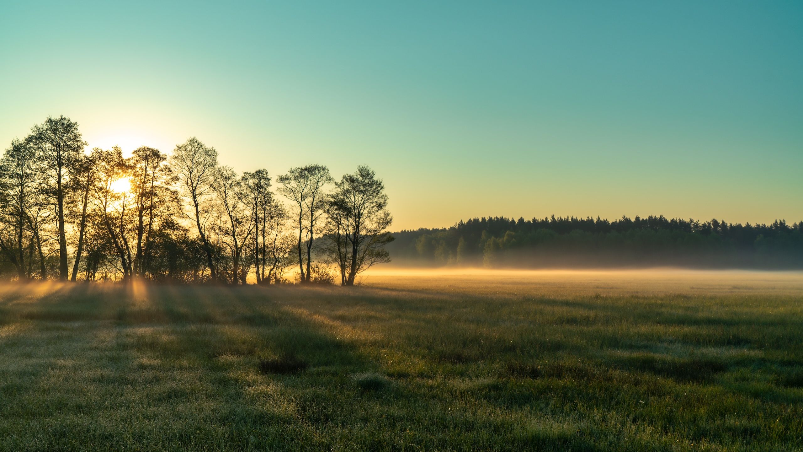 Zdjęcie przedstawia spokojną łąkę i las w tle.