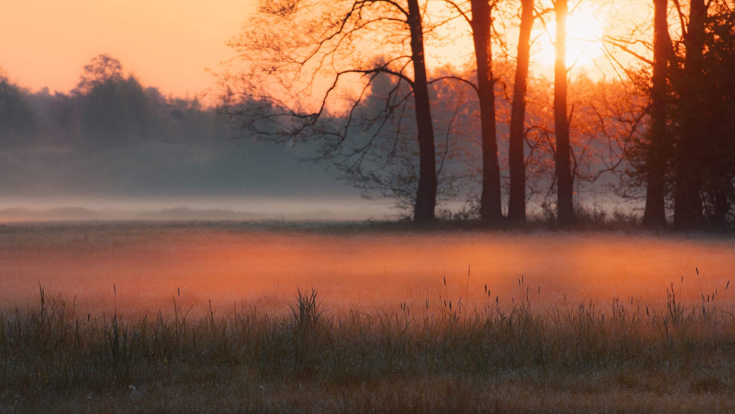 Zdjęcie przedstawia spokojną łąkę z wysoką trawą, polnymi kwiatami i lasem w tle, na tle zachodzącego słońca.