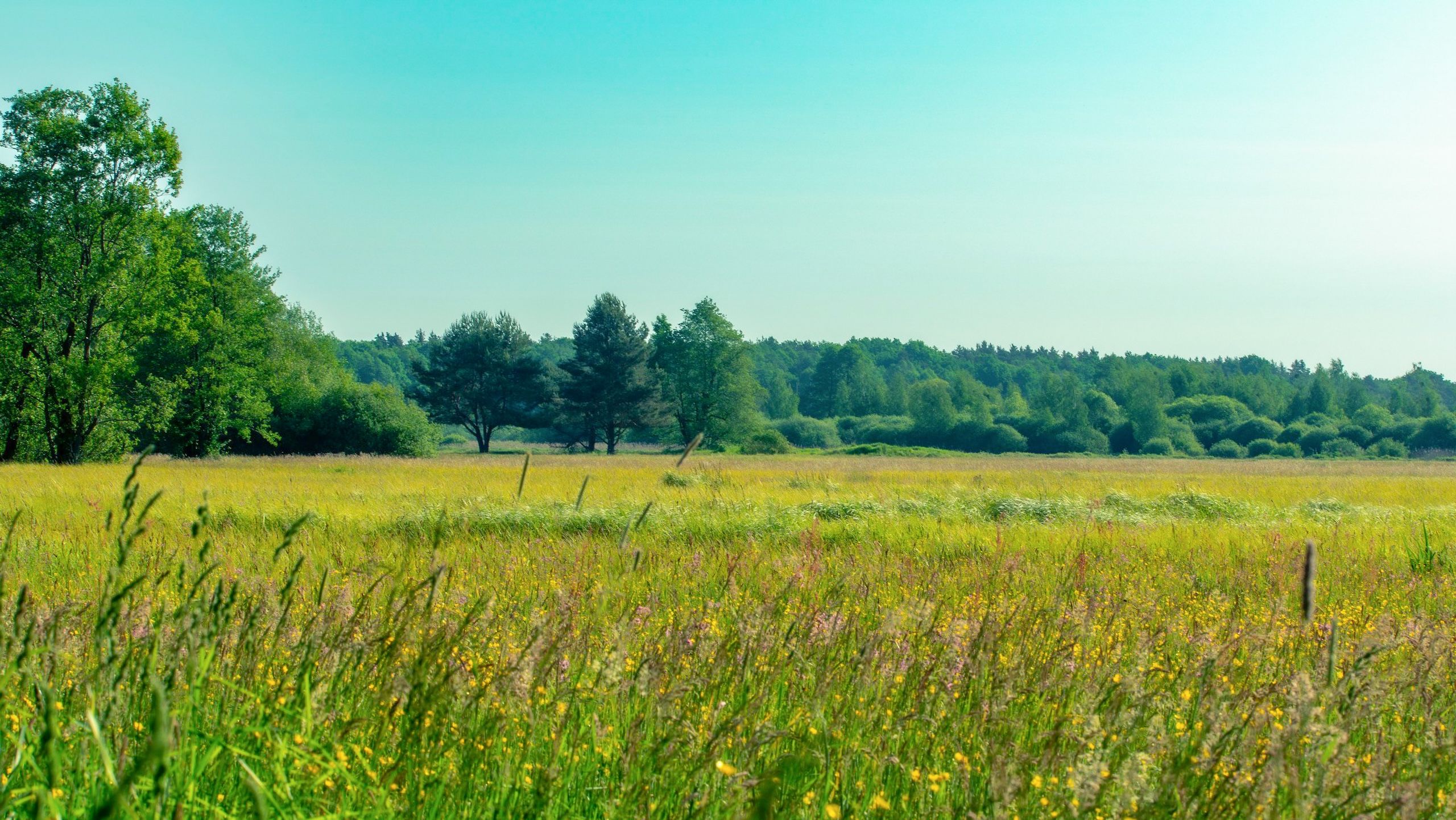 Zdjęcie przedstawia spokojną łąkę z wysoką trawą, polnymi kwiatami i lasem w tle.